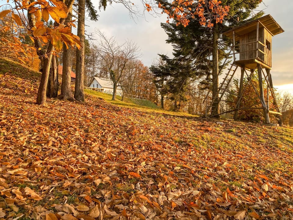 Natural landscape, Garden, Garden view