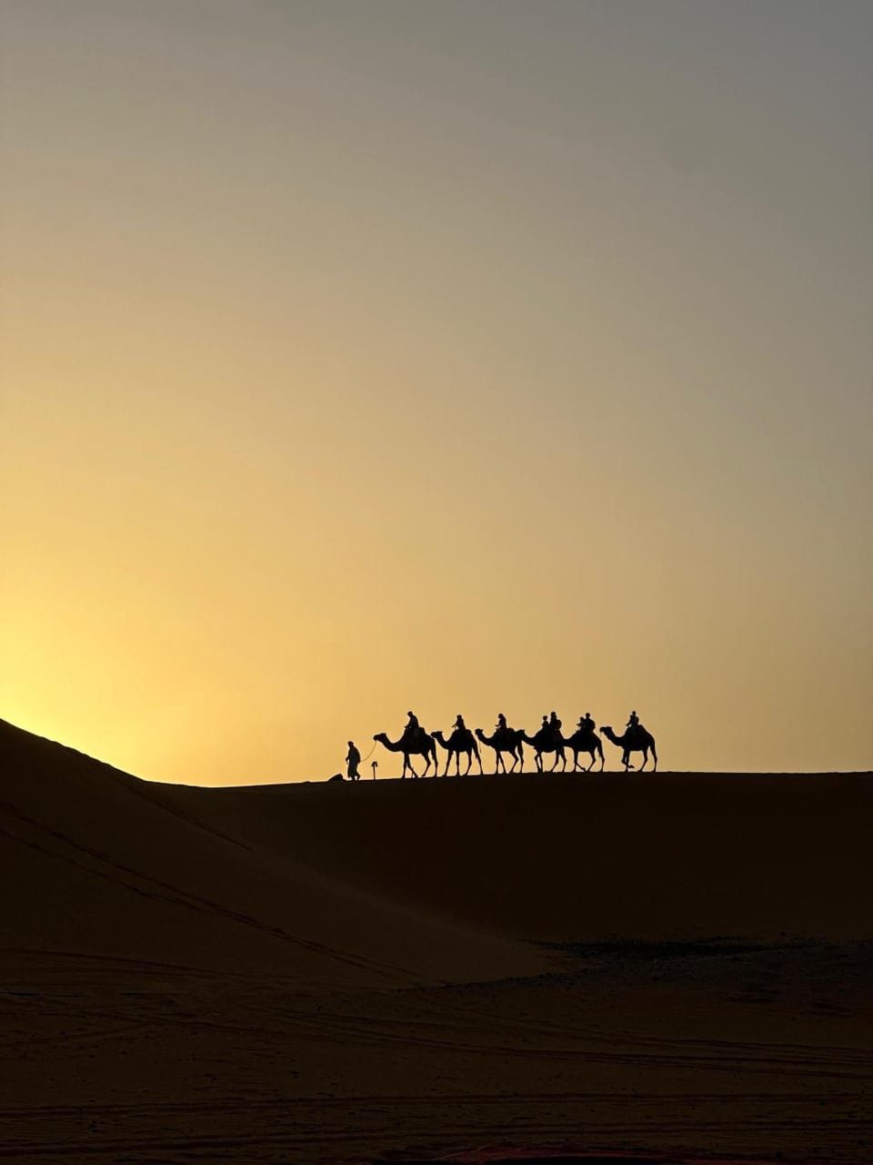 Animals, Sunrise, Sunset