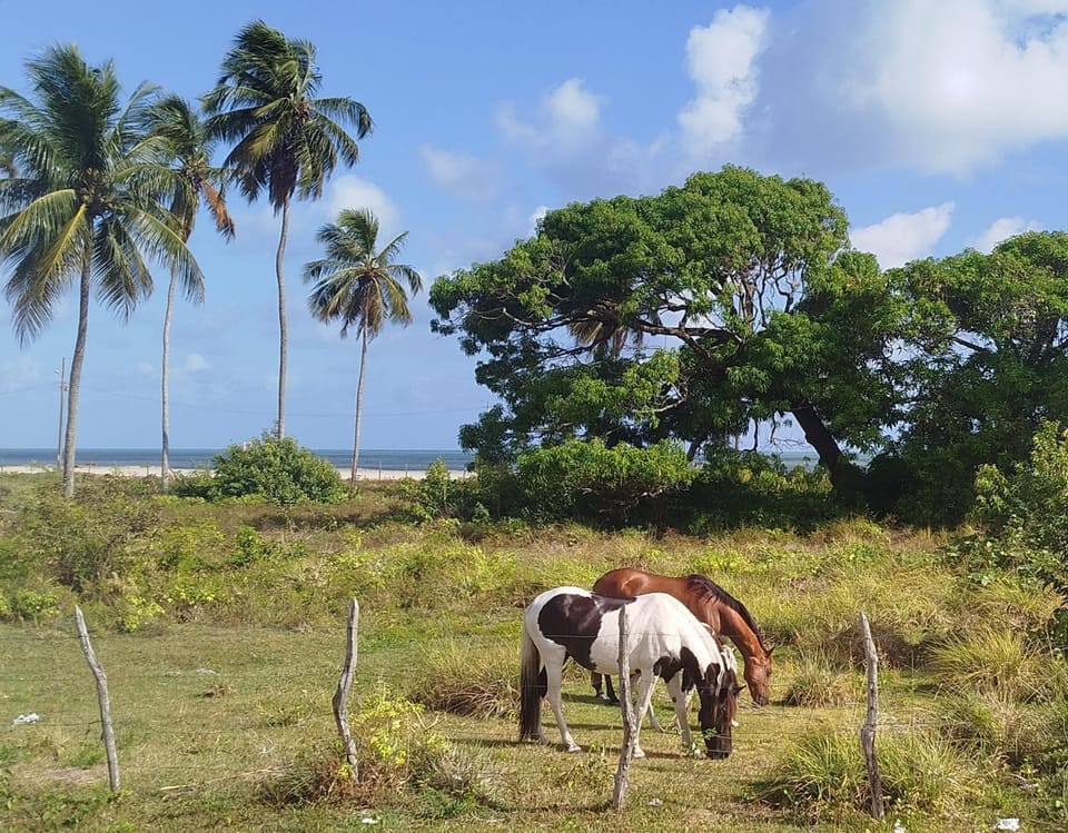 Day, Natural landscape, Animals