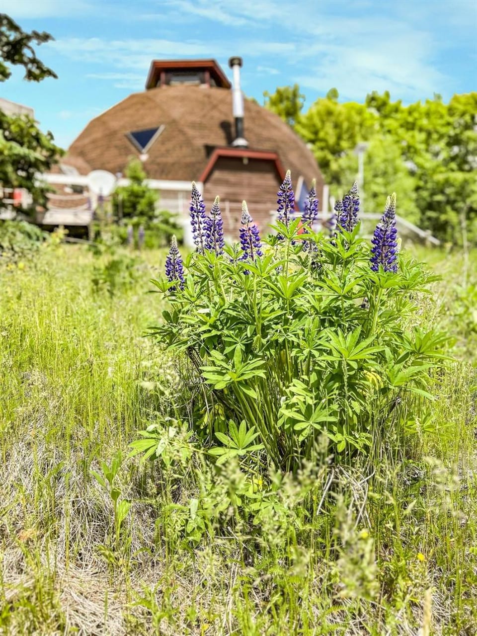 Natural landscape, Garden view