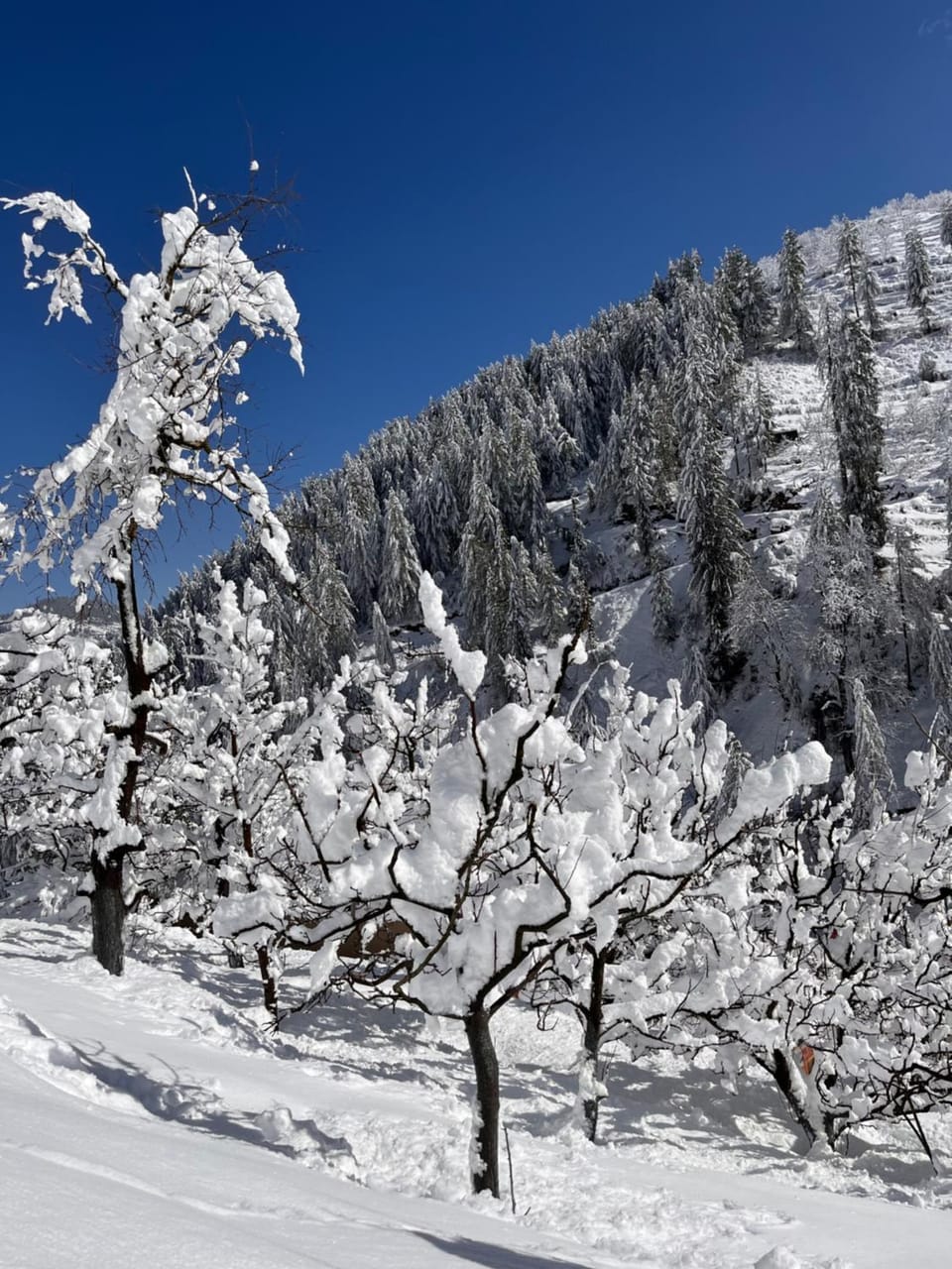 Orchard stay Vacation rental in Himachal Pradesh
