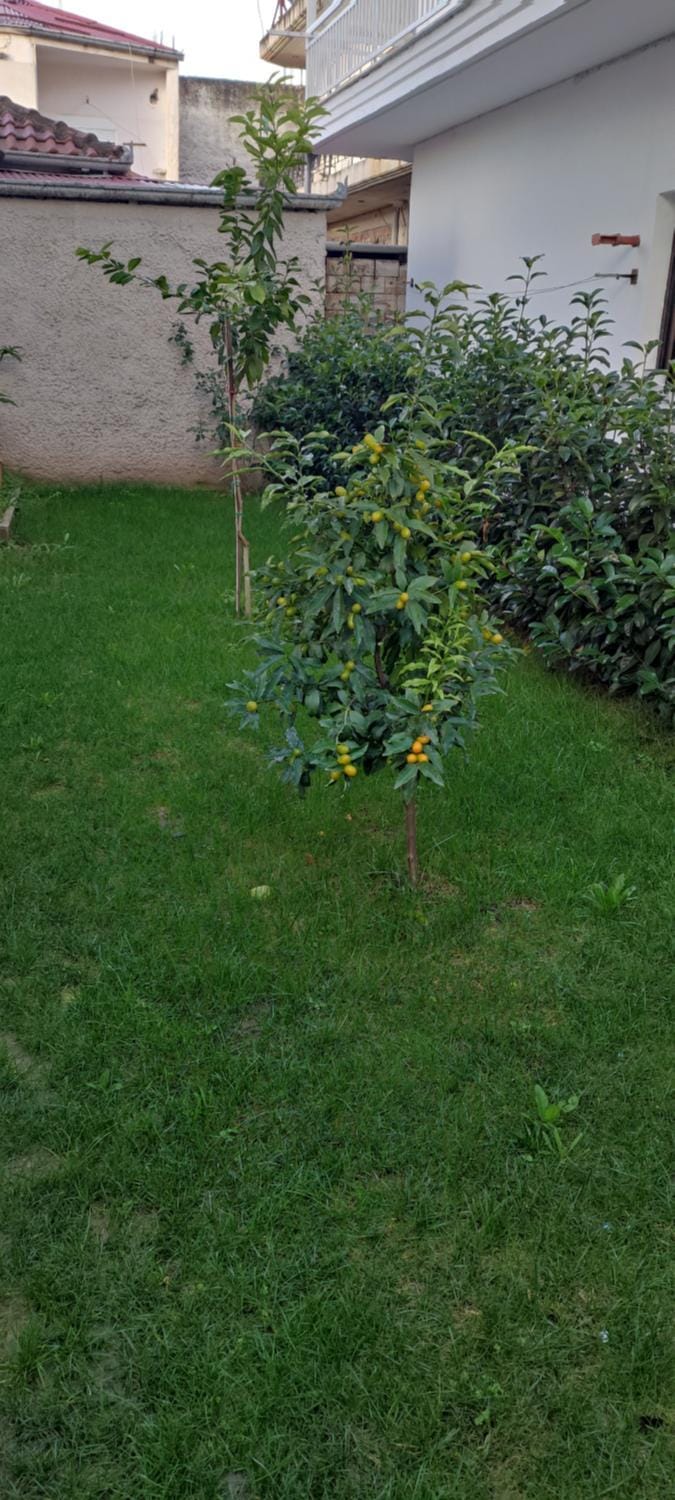 Property building, Garden, Garden view