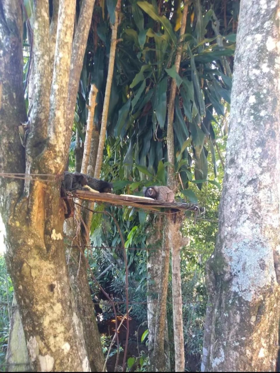 cachoeira do nono House in State of São Paulo