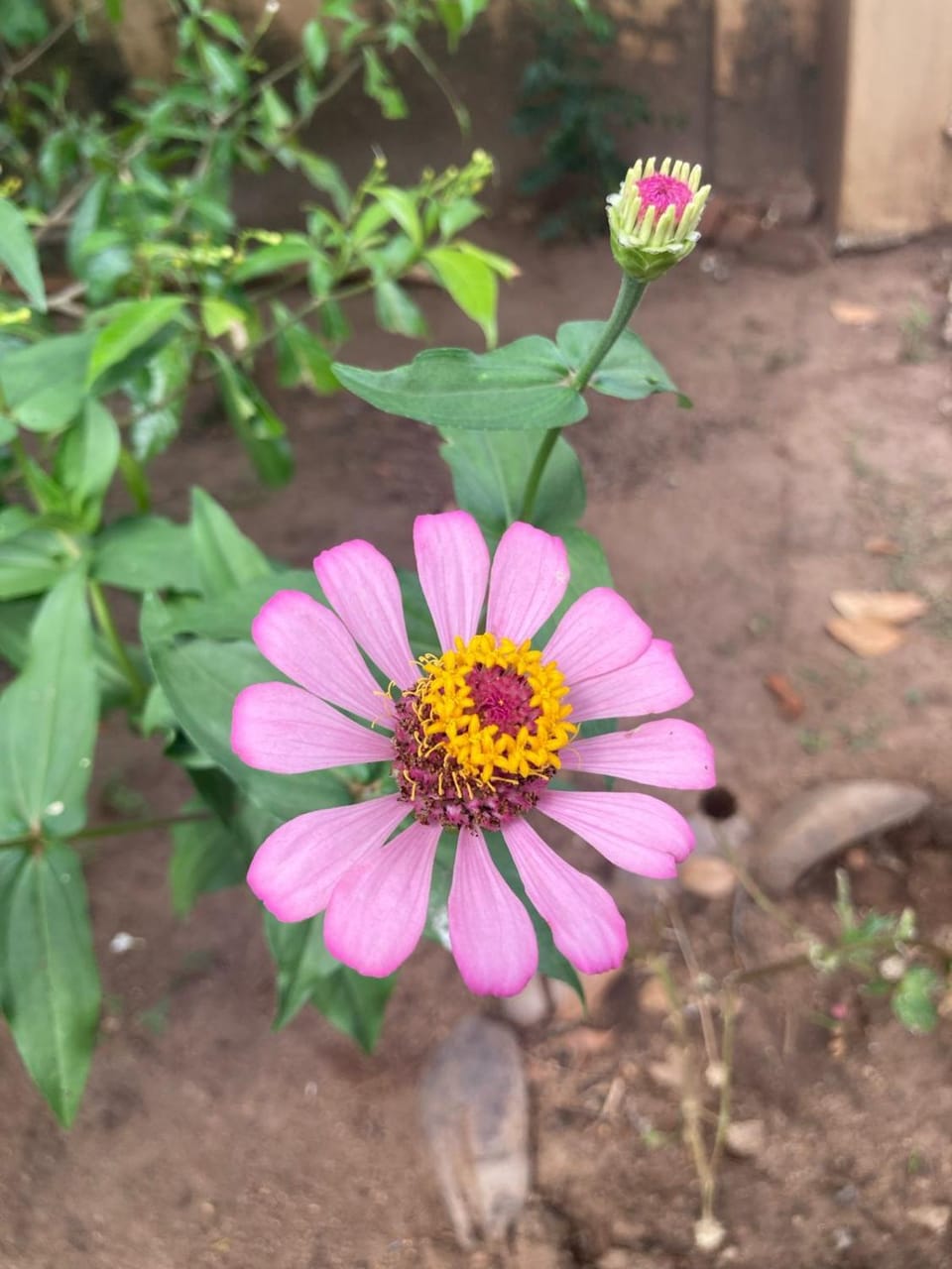 Garden, Garden view, Garden view