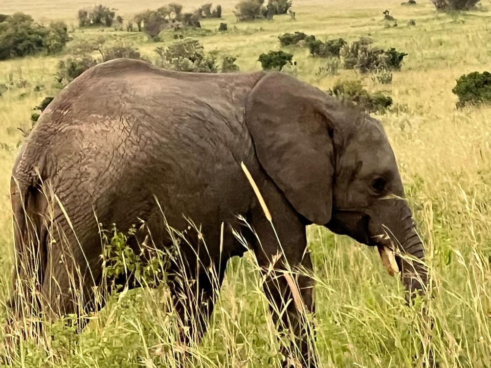 Escape Haven Mara Nature lodge in Kenya