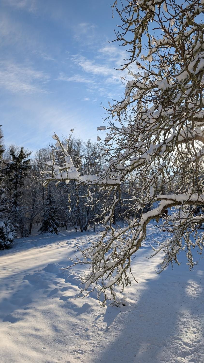 Natural landscape, Winter