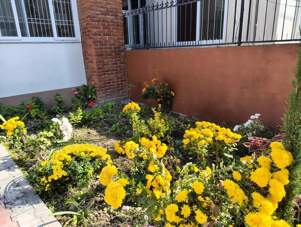 Garden, Garden, Garden view
