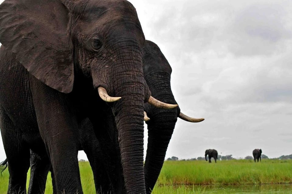 Elephant Crossing Safari Bushcamp Luxury tent in Lusaka Province, Zambia