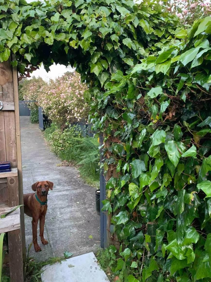 Garden, Garden, Pets, Garden view