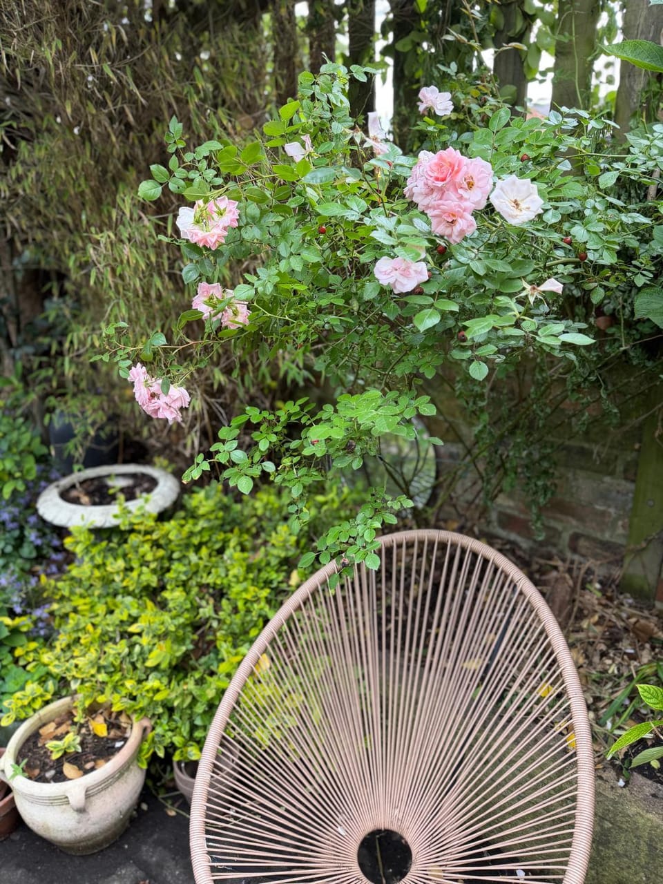 Garden view