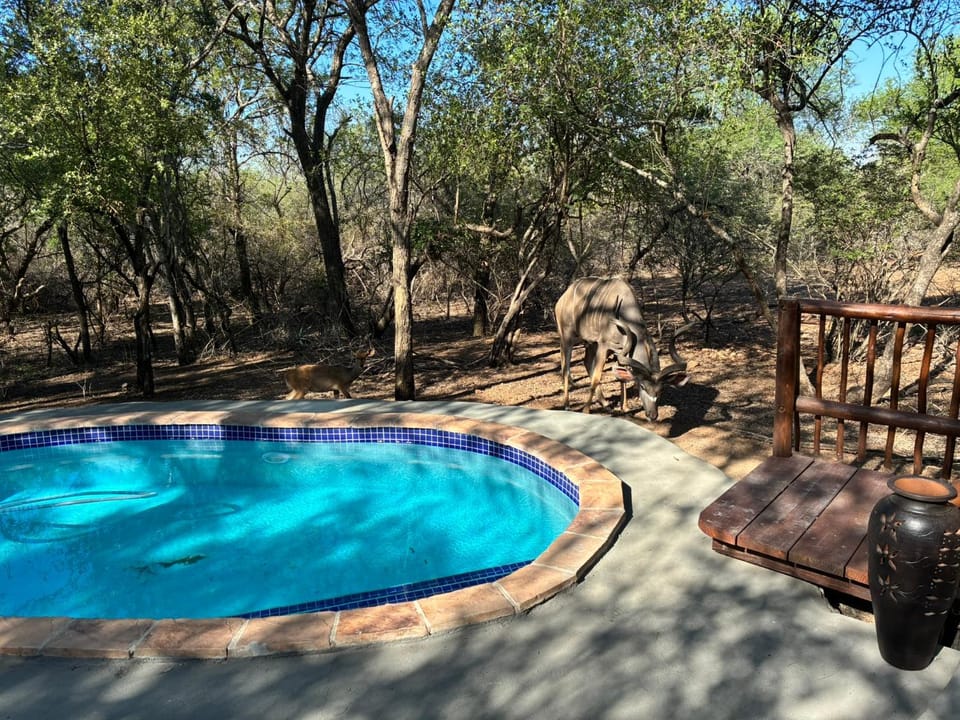 Giraffe Bush by J & J Villa in South Africa