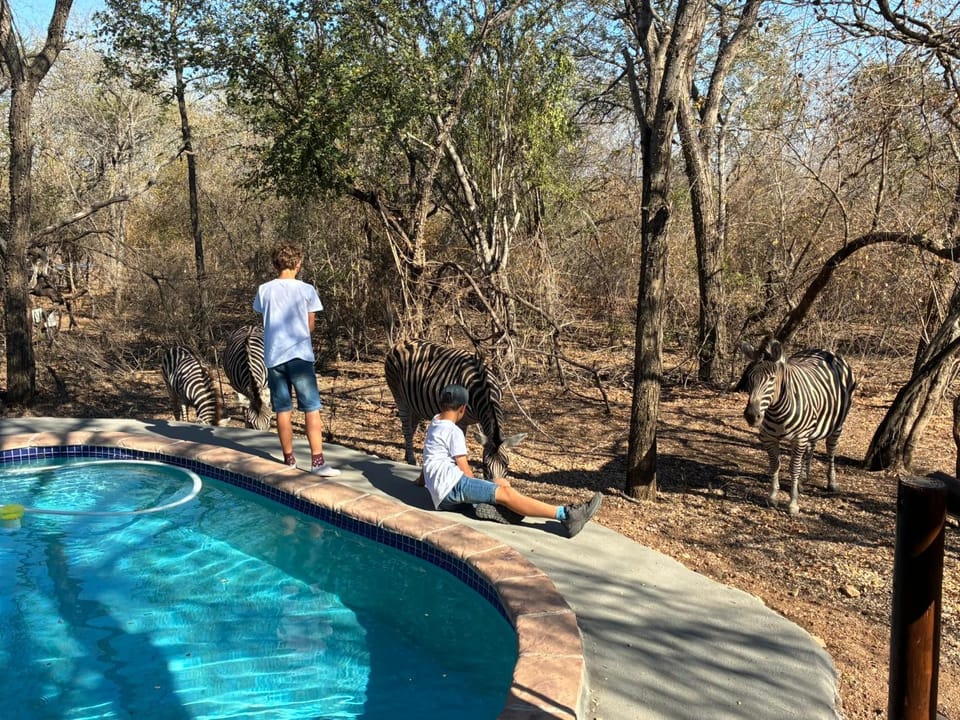 Giraffe Bush by J & J Villa in South Africa