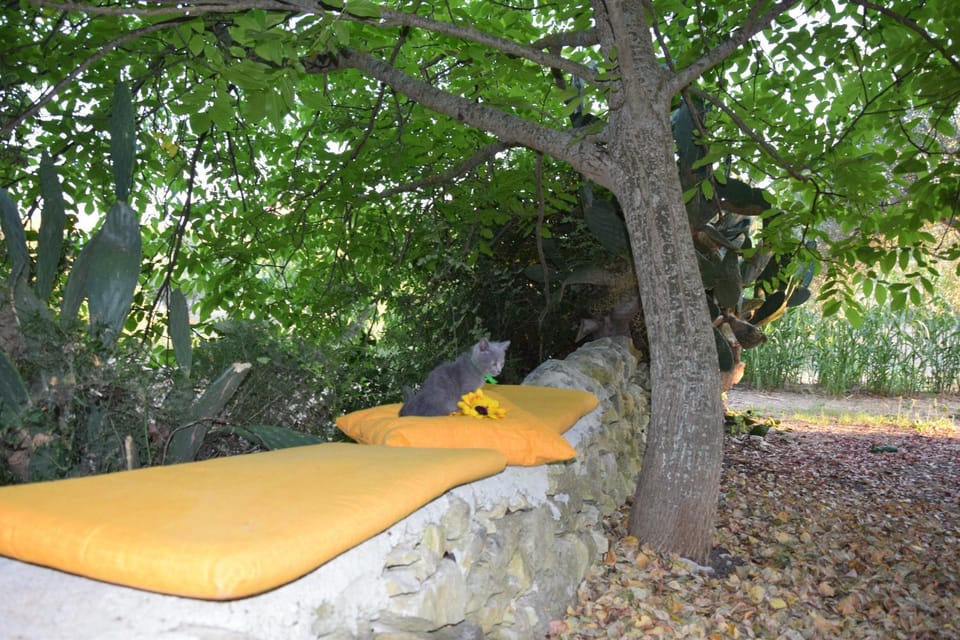 Natural landscape, Garden, Pets
