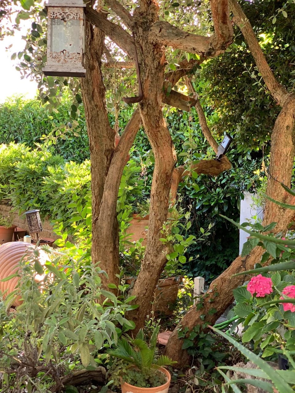 Natural landscape, Garden view