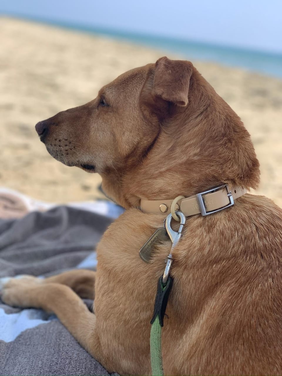 Pets, pet friendly