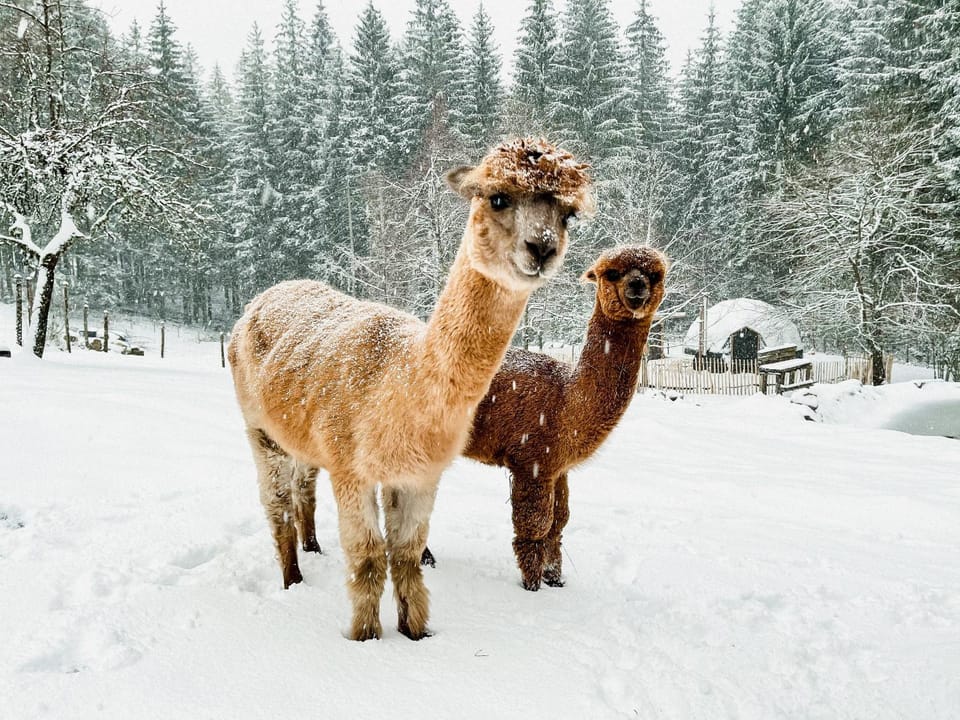 Gite à la ferme aux Alpagas Apartment in Gérardmer