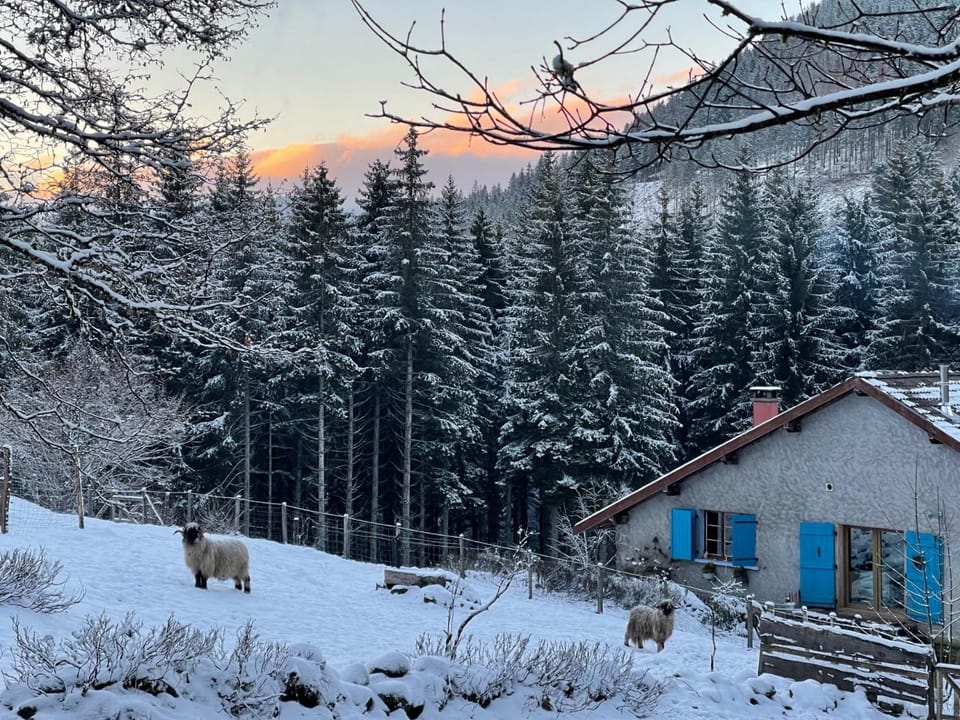 Gite à la ferme aux Alpagas Apartment in Gérardmer