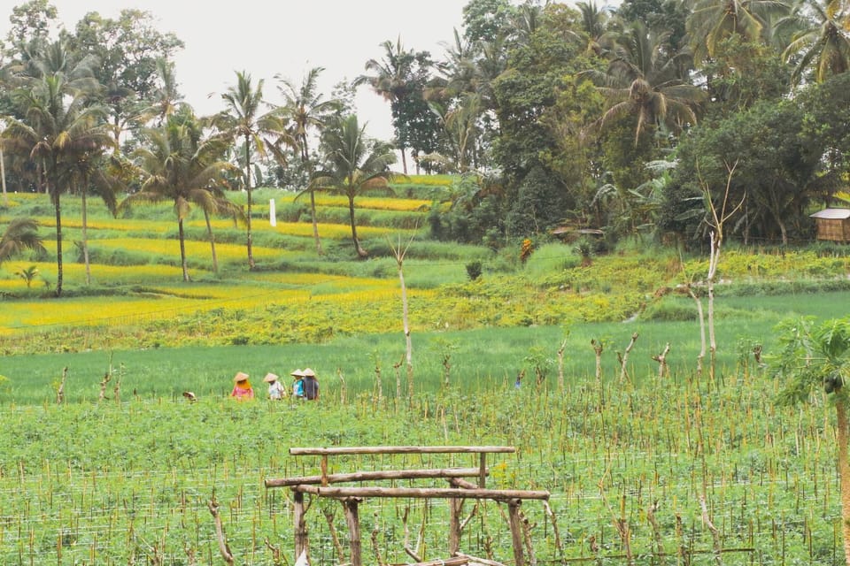 Gubug Ijen Bed and Breakfast in East Java