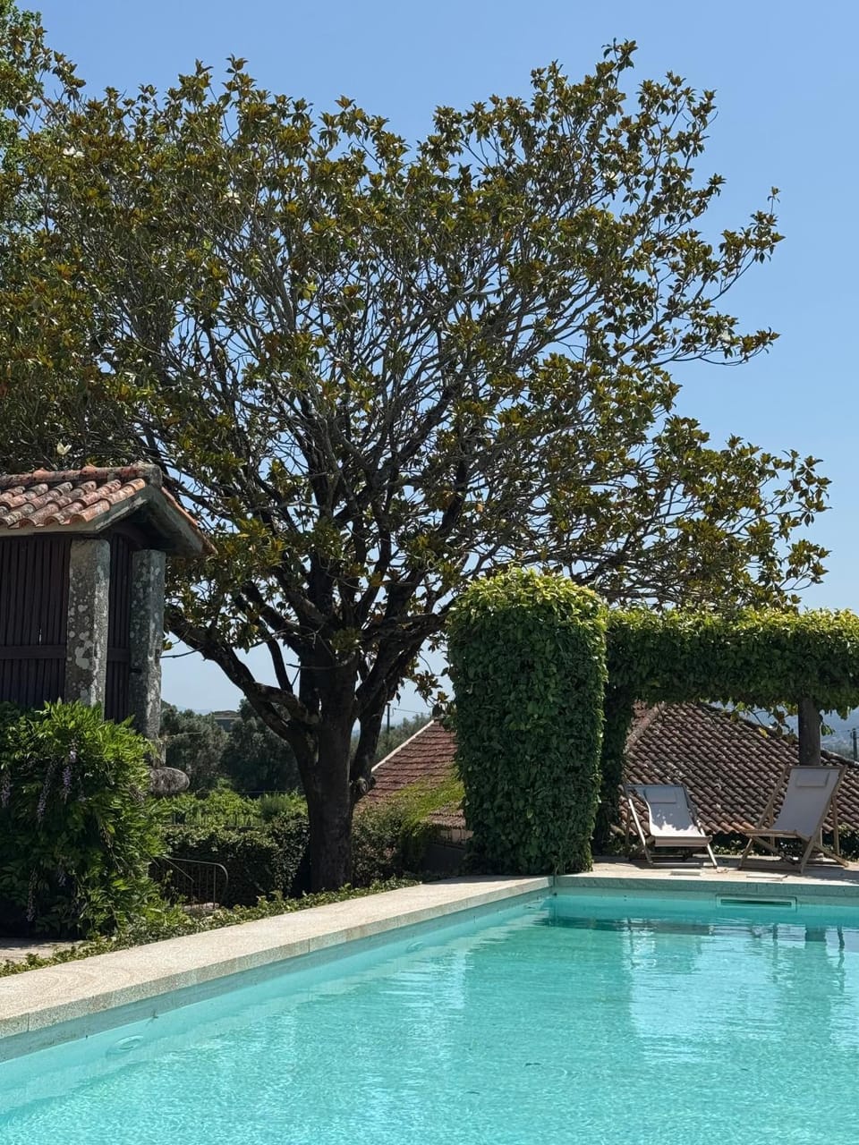 Garden, Garden view, Pool view, Swimming pool, sunbed