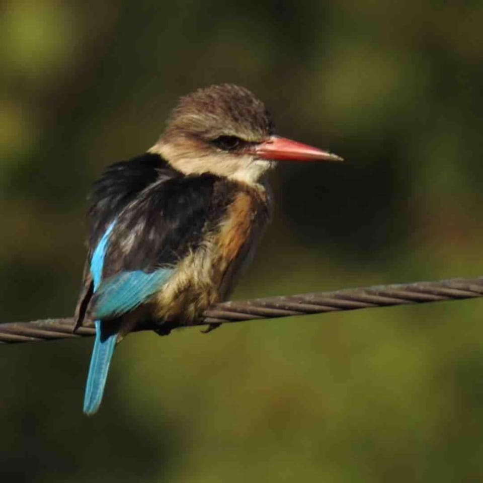 Bird's eye view, Animals
