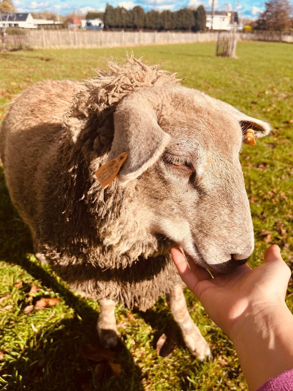 Chambre d'hôtes Lucia avec vue sur jardin arboré Bed and Breakfast in Hauts-de-France