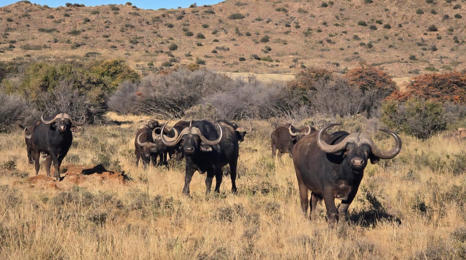 Izinga Game Karoo Guest Farm Farm Stay in Eastern Cape