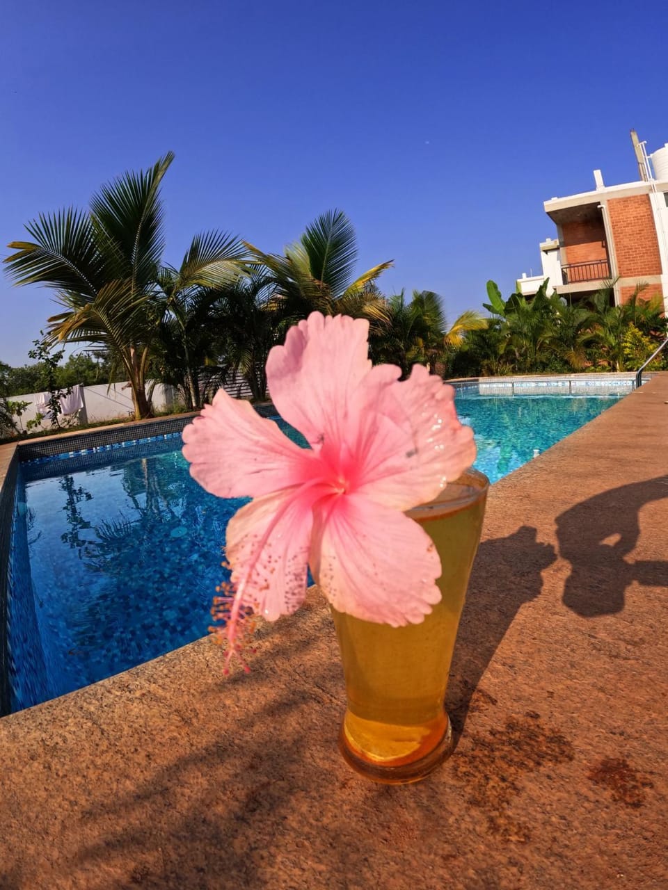 Garden, Garden view, Pool view, Swimming pool, sunbed