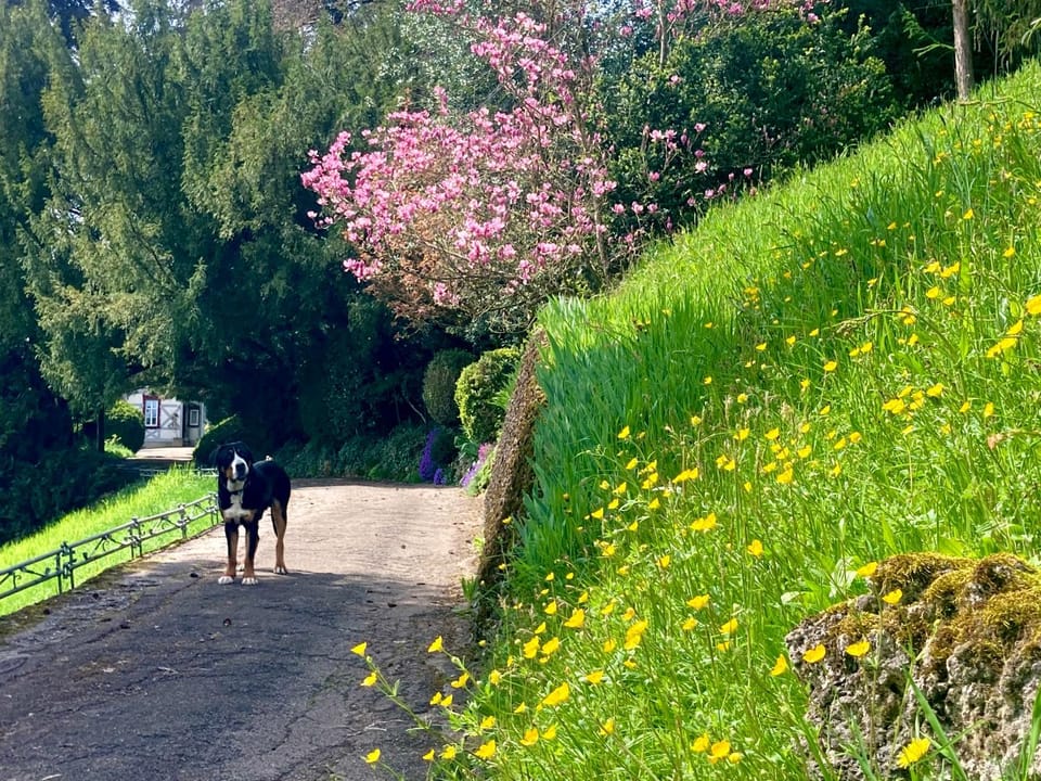 Spring