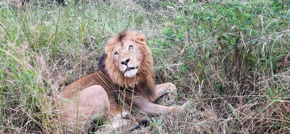 Nearby landmark, Natural landscape, Animals
