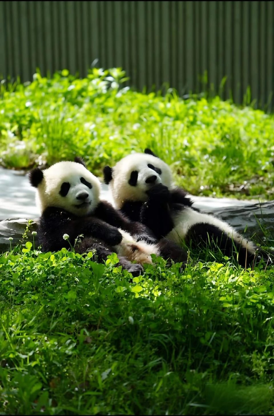 Animals