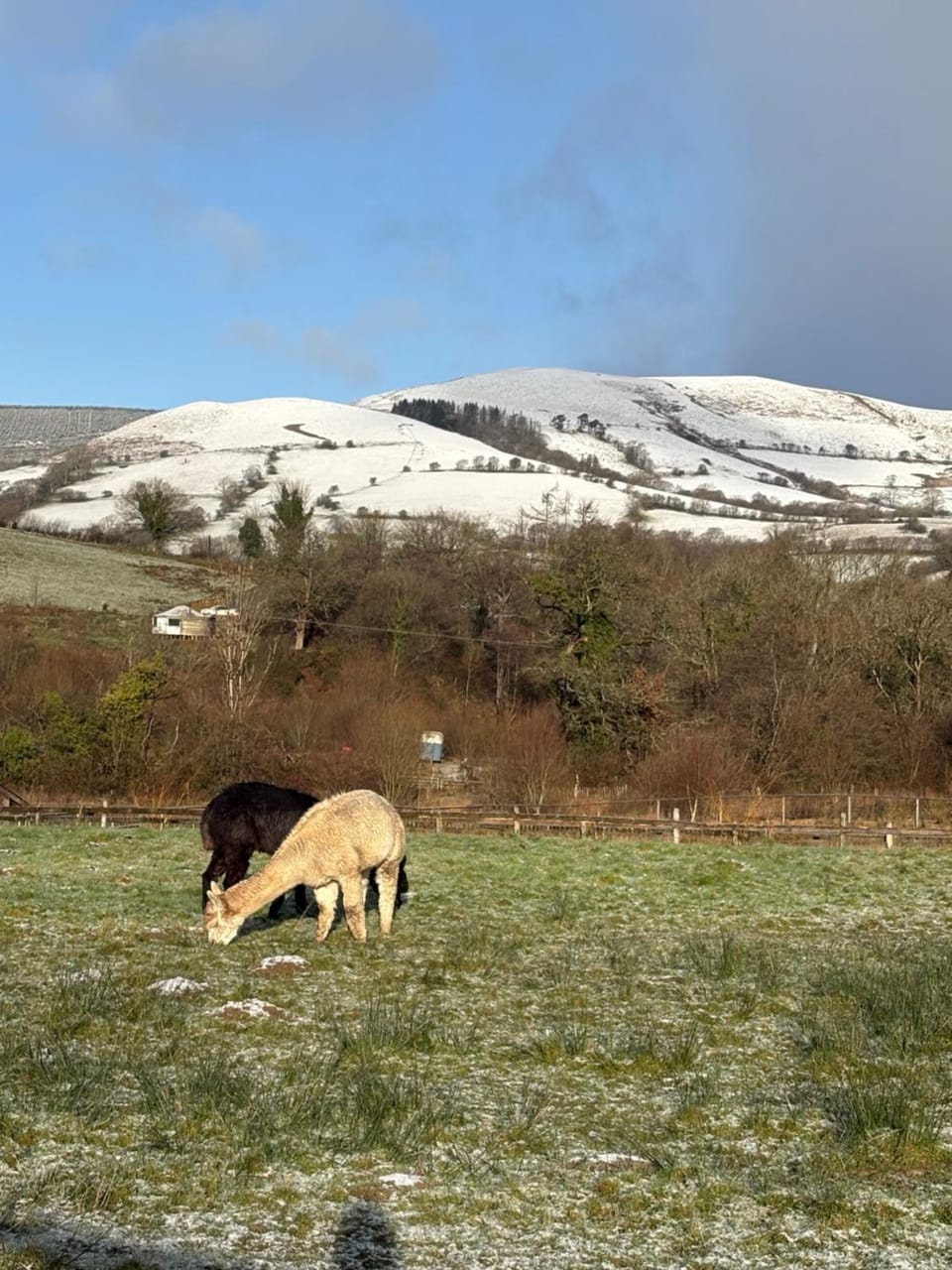 Deer Cabin-hot tub-dog friendly-mountain view Cabin in Wales