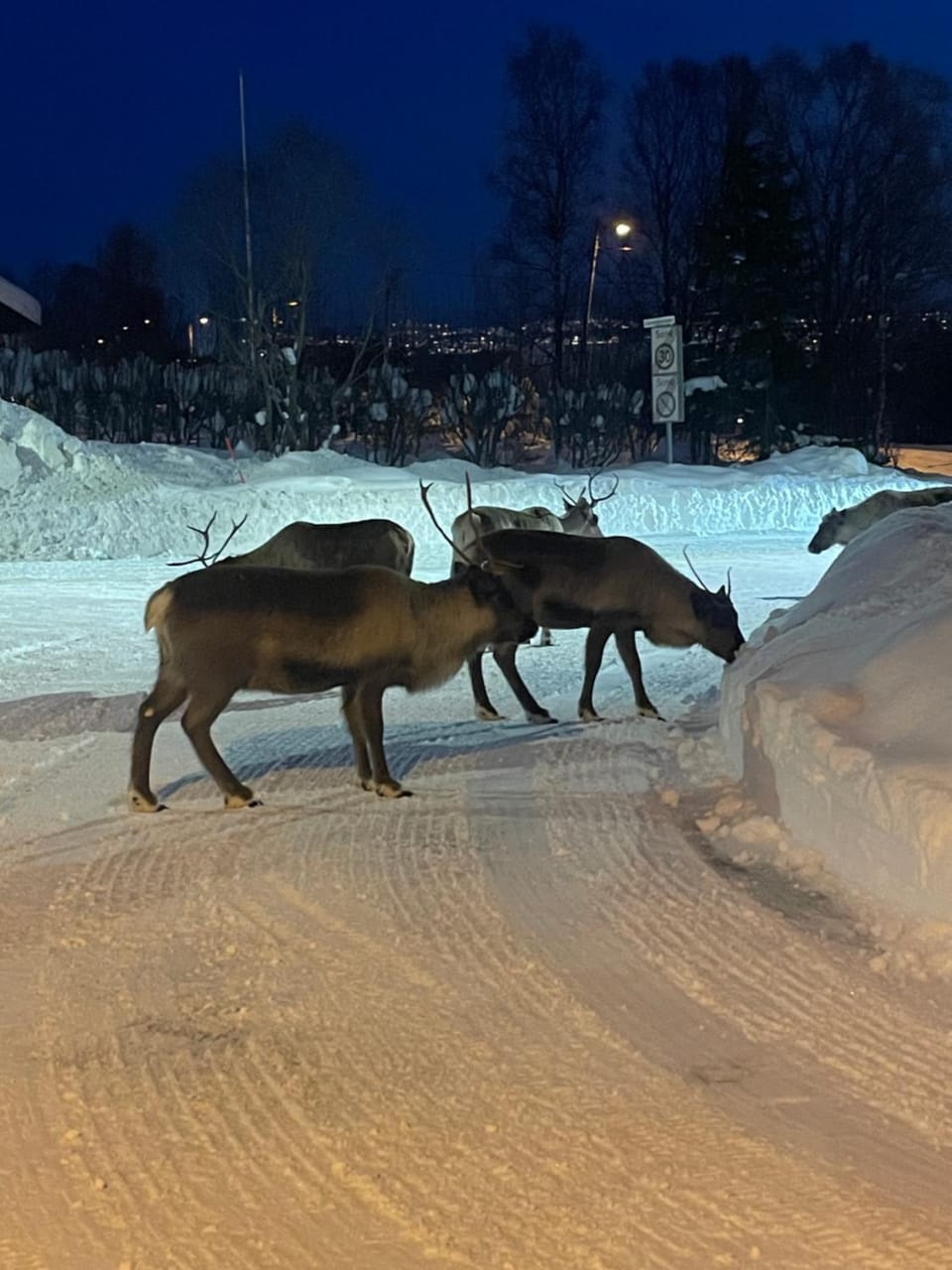 Animals