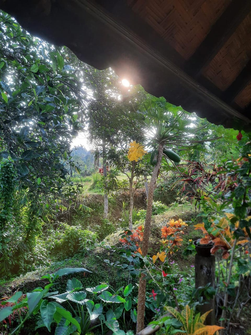 Day, Natural landscape, Garden, Garden view