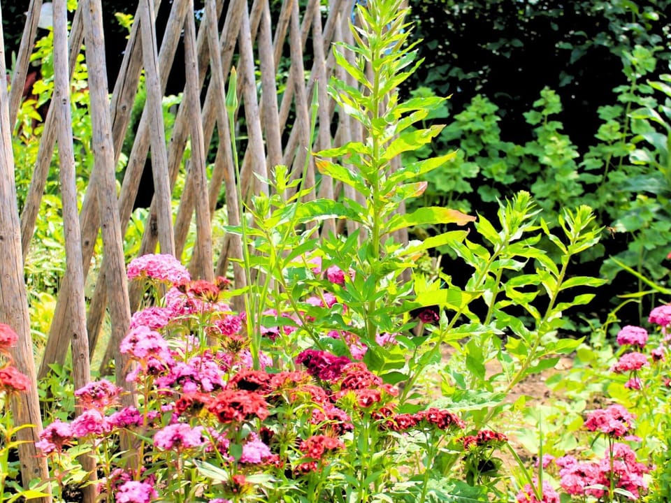 Summer, Garden