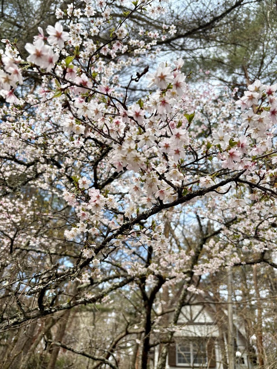 Spring, Day, Natural landscape, Garden, Garden view