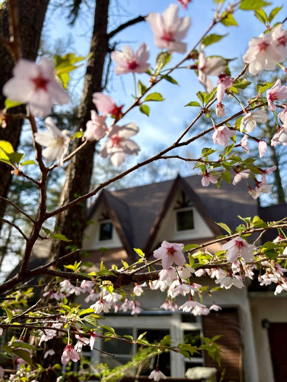 Property building, Spring, Day, Garden, Garden view