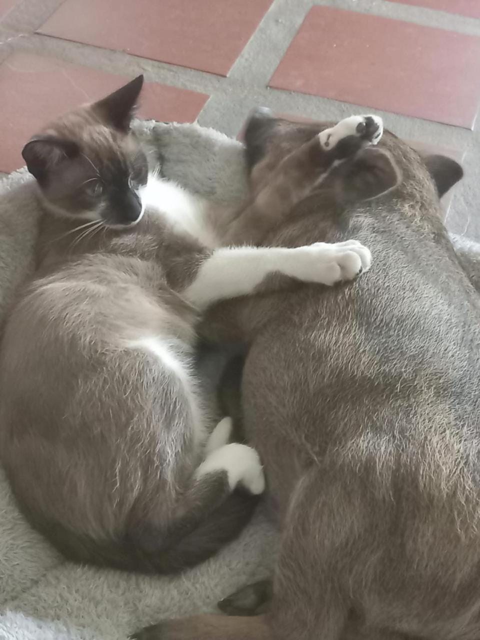 Pets