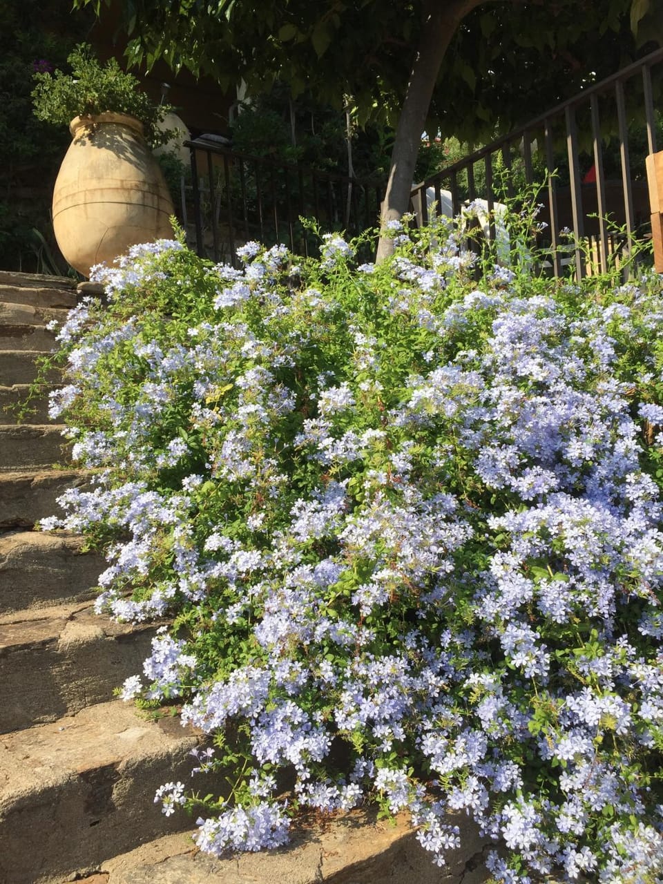 Villa Les Dauphins Bed and Breakfast in Le Lavandou