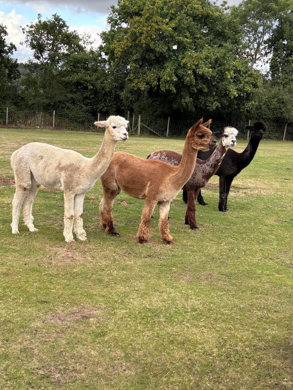 Couples Spring Break With Alpacas & Private Hot Tub in the Quaint Dorset Countryside with BBQ House in East Dorset District