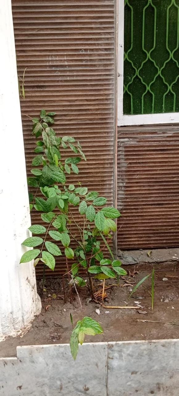 AL Imran VILLA Bed and Breakfast in Lahore