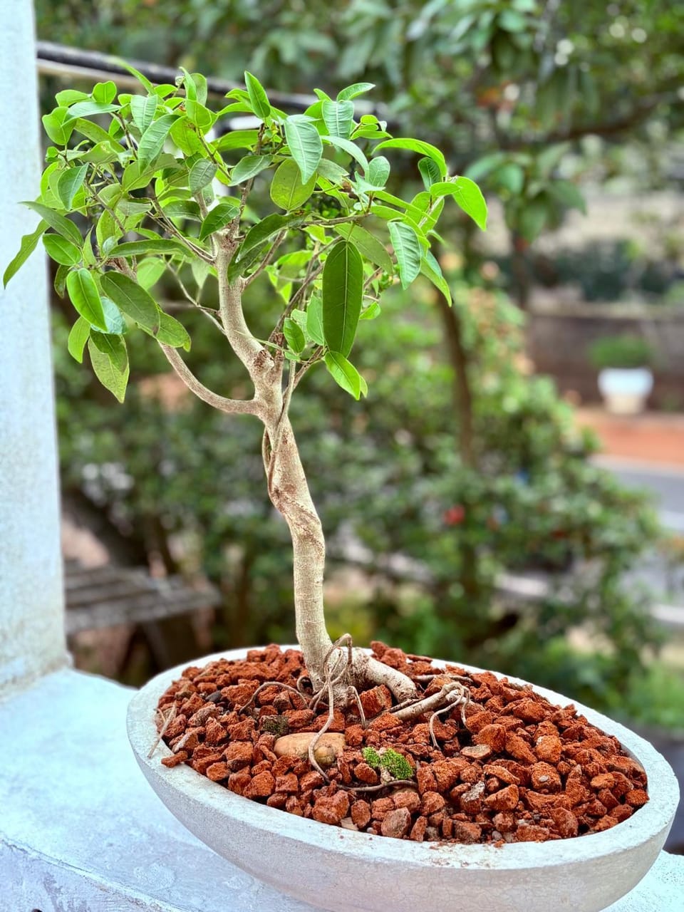 Day, Garden