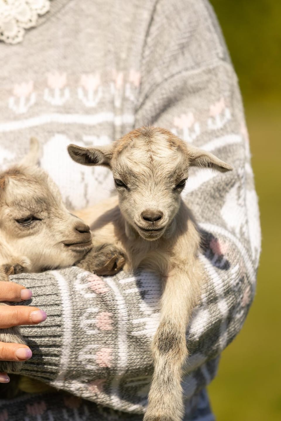 Petit Château luxe vakantiehuis House in Roggel
