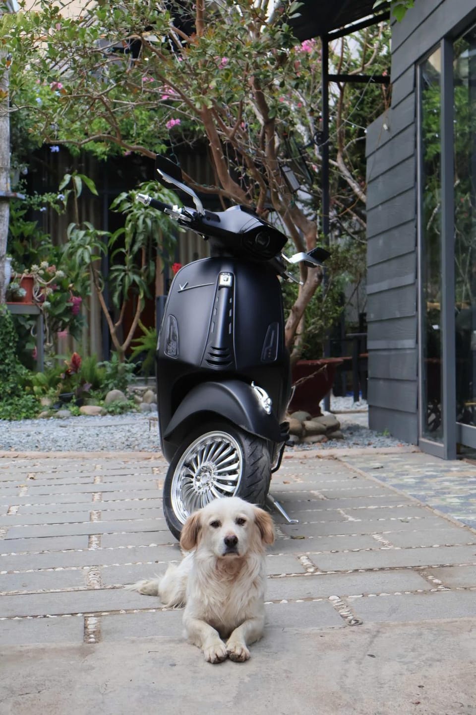 Facade/entrance, Pets