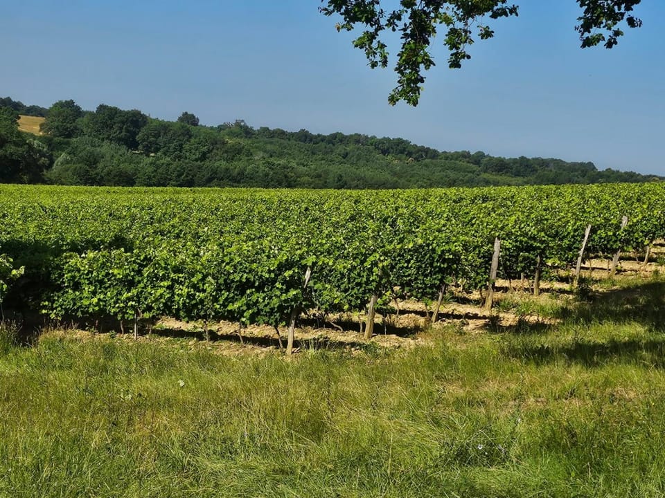 Maison au milieu des vignes House in Occitanie