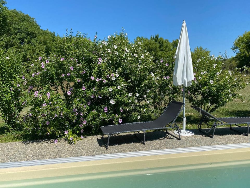 Garden, Swimming pool, sunbed