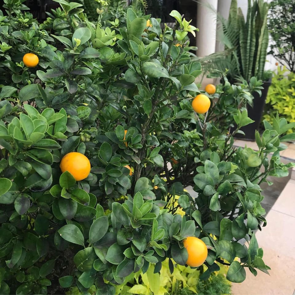 Property building, Garden
