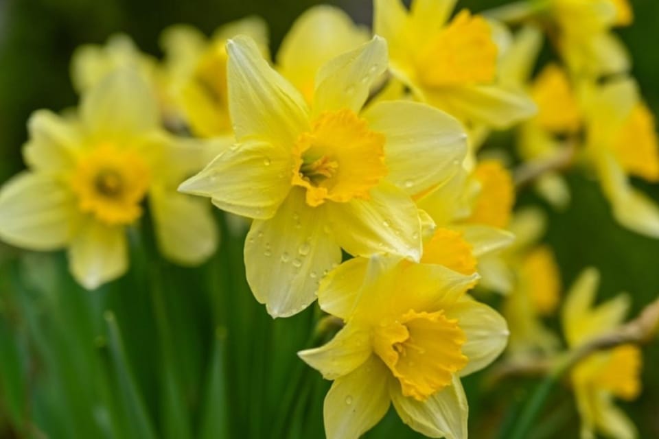 Cozy apartment with lake view Apartment in Gérardmer