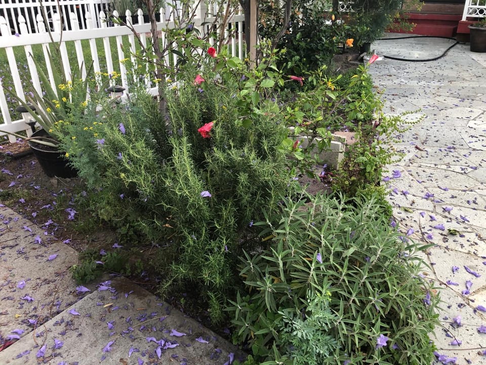 Garden view