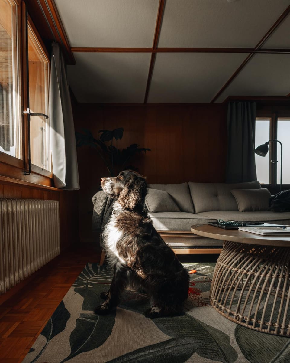 Living room, Pets
