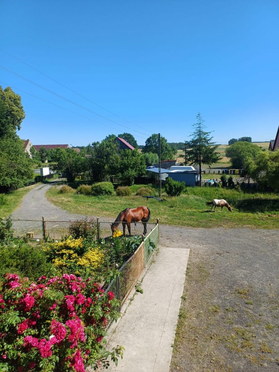 Garden view
